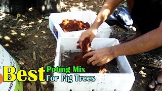 Best Potting Mix For Fig Trees [upl. by Baelbeer]