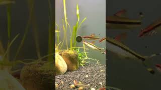 Denisoni meal time aquariumfish fishtank fish aquarium [upl. by Sanfo]