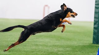 Adorable Rescue Dog Steals Hearts at Westminster Dog Show [upl. by Dur795]