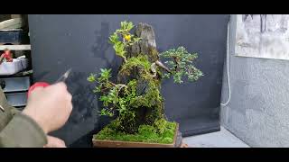 A mixed bogwood planting [upl. by Jahdol425]