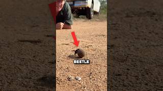 Why Dung Beetles Collect Poop 🤯 [upl. by Kincaid33]