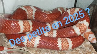 Mes lampropeltis abnorma  ex triangulum hondurensis fauxcorail du Honduras 😍🔥🔥 vid22 [upl. by Nnaeiram]