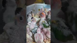 ShortsReelsBabysBirdFeedingFood sikderpigeonbd pigeon foryou parrots bird animals [upl. by Pinsky]