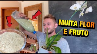 SUAS PLANTAS vão encher de FLOR e FRUTO com esse ADUBO CASEIRO PODEROSO [upl. by Whang68]