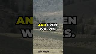 Yellowstone National Park Facts You Didn’t Know 🌋🐻 yellowstonenationalpark naturelovers ytshorts [upl. by Llien]