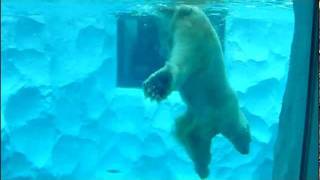 Polar bear swimming underwater上野動物園のシロクマの水中遊泳。 [upl. by Gerta423]