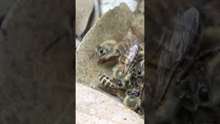 Bees ball Kill Hornet With Heat Hot defensive bee ball apiscerana [upl. by Ollie]