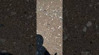 seashells beach Sea Shells at Edisto Beach SC [upl. by Enilorak]