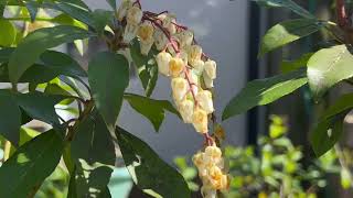 Pieris Japonica Plant Profile [upl. by Oitaroh515]