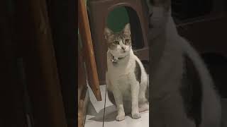 Three legged cat cat catlover shorts rap hiphop viralvideo [upl. by Charley34]