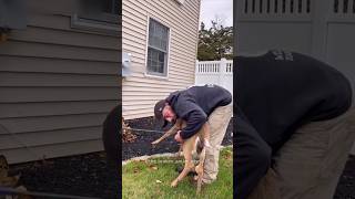 Man Saves This Deer 💘 shorts deer rescue [upl. by Hpotsirhc]