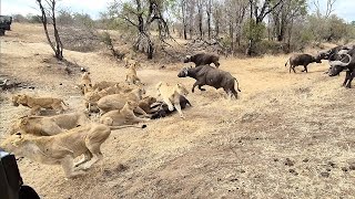 An EPIC SIGHTING Battle between lions and buffalo 🦁🐃🤠 [upl. by Anaira]