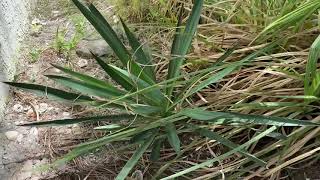 Beware The dangers of the Yucca plant [upl. by Comethuauc725]