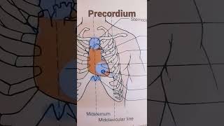 Areas of the precordium [upl. by Amelus]