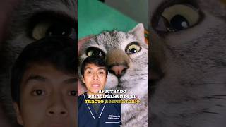 Nariz de payaso 😲 en gatos CRIPTOCOCOSIS FELINA veterinaria gatos mascotas [upl. by Maupin]