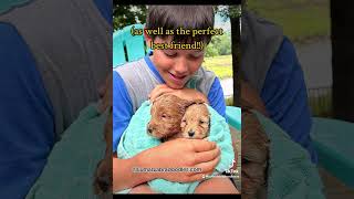 Australian Labradoodle Puppies puppy miniaustralianlabradoodles cute [upl. by Batchelor]