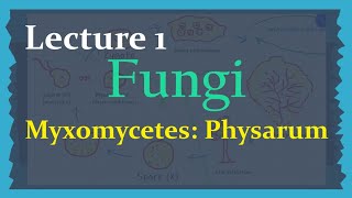 Fungi  Lecture 1 Myxomycetes Physarum  Life cycle  Important Notes [upl. by Blood]