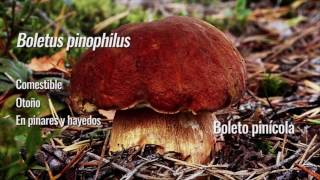 Boletus pinícola el hongo de los pinos [upl. by O'Callaghan36]