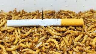 10 000 Mealworms vs CIGARETTE [upl. by Immas]