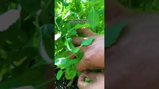 How to Harvest Basil Like a Pro 🌿🌱 [upl. by Estrella]