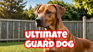 Meet the Rhodesian Ridgeback The Ultimate Guard Dog for Protection  rhodesian ridgeback guard dog [upl. by Iaverne]