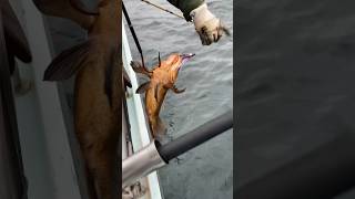 Alaskan Quillback RockfishFishing fishing [upl. by Moulton267]