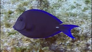 Cayman Brac  Squirrelfish to Adult Blue Tang [upl. by Garrik]