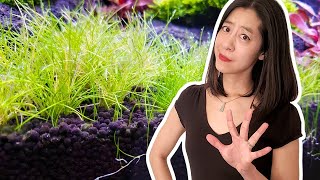 5 Things I Wish I Knew About Substrates for Planted Aquariums [upl. by Gnilsia]