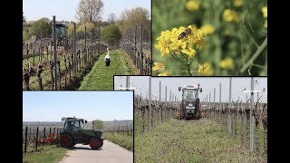 Arbeiten im WeinbergTeil 2 [upl. by Ambie]