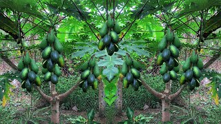 super dwarf papaya trees  Papaya air layering method [upl. by Aceber]