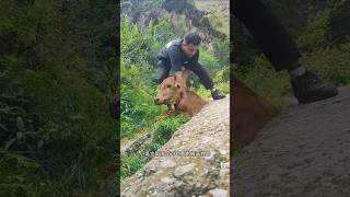 I found a cow getting stuck in a rock while eating grass animalrearing animalfarming ruminants [upl. by Nytsirk461]