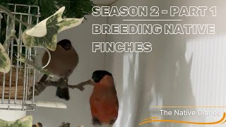 Breeding Native British Finches  Season 2 Part 1 The Native Diaries [upl. by Corrina]