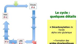 Le cycle de Krebs en 3 min [upl. by Haimarej]