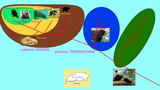 subfamilies of Ursidae [upl. by Amedeo]