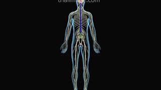 Conus Medullaris Syndrome Animation by Cal Shipley MD [upl. by Namie]