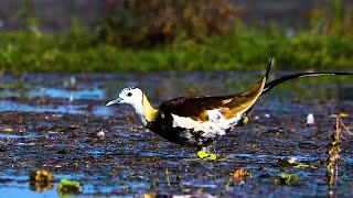 Bird Watching  Pheasant Tailed Jacana [upl. by Cj]