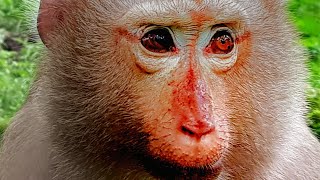 Oh my gosh hybrid monkeys look for nuts Amazing monkeys video [upl. by Pollerd]