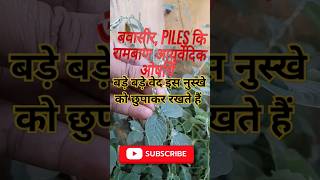 Apamarga PlantAchyranthes Aspera चिड़चिड़ा का पौधा plants shorts [upl. by Timon]