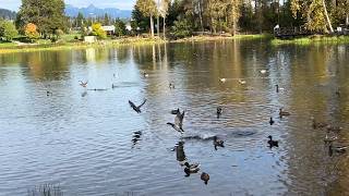 Mallard Ducks Flying on a Beautiful Day in the Fall 😍🦆🦆 [upl. by Katushka]