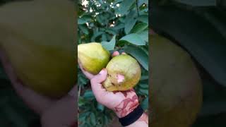 Amrood plant heavy fruiting tipsgardenplants plants fruit gardening [upl. by Naillik]