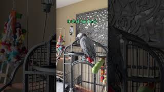 I can’t believe Gizmo’s excuse for not singing today is “I am new at this” 😂😂 talkingparrot [upl. by Namus]