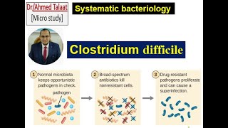 Clostridium difficile Antibiotic associated diarrhea quotSystematic bacteriology [upl. by Hiram]