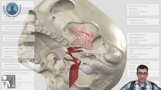 Infratemporal Fossa [upl. by Enivid]