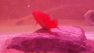 Jewel Cichlid breeding tutorial ARABIC Audio [upl. by Landry]