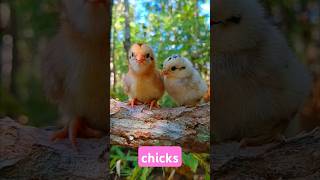 Chicks on the branch cute chick birds chicks chicken [upl. by Aicilec]