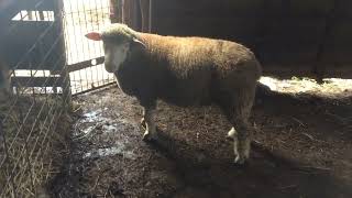 Integrity Livestock Sales lot 2 IleDeFrance ram 2816 [upl. by Rednal]