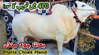 Naseeb K Sody Ho Rahy Hai Bhatta Chowk Mandi Latest Update 20 June 2023 [upl. by Kcirdehs]