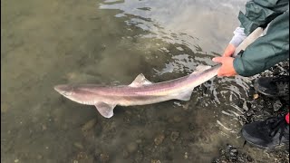 Spiny Dogfish Catch Clean and COOK [upl. by Ahsauqal]