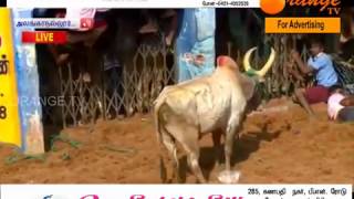 Alanganallur jallikattu 2017Sampiranipatti kovil maadu [upl. by Teragram]