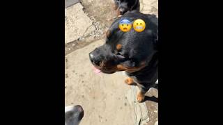 2 BIG ROTTWEILER ENCOUNTER puppy alaskanmalamutepuppy rotwellier [upl. by Archy]